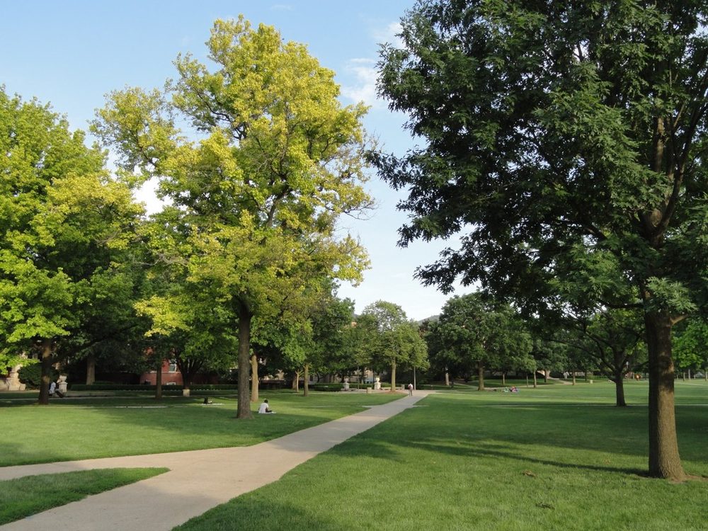 Photograph of the Main Quad: broad canopy trees irregularly spaced over a lawn crossed by a pale concrete walk.